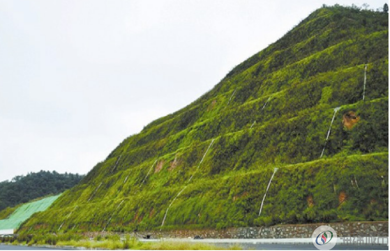 海绵体植物修复生态护坡