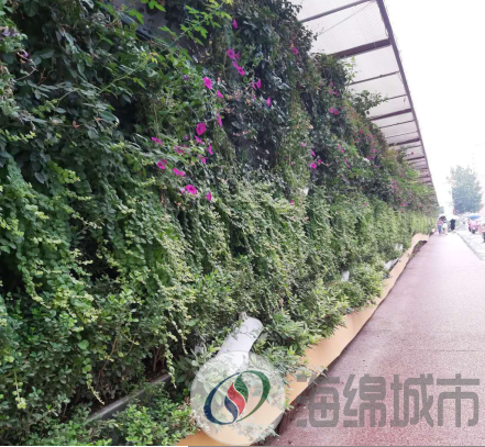 垂直绿化